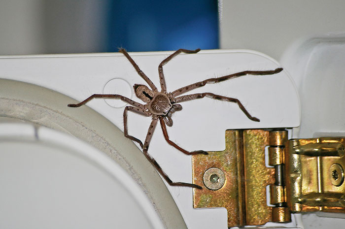 Guy Accidentally Sat On A Toilet With A Huntsman Spider In It, Says He Was Assaulted By 'World's Smallest Sexual Predator" Guy Accidentally Sat On A Toilet With A Huntsman Spider In It, Says He Was Assaulted By 'World's Smallest Sexual Predator"
