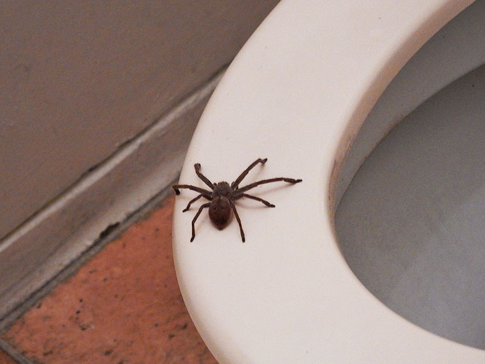 Guy Accidentally Sat On A Toilet With A Huntsman Spider In It, Says He Was Assaulted By 'World's Smallest Sexual Predator" Guy Accidentally Sat On A Toilet With A Huntsman Spider In It, Says He Was Assaulted By 'World's Smallest Sexual Predator"