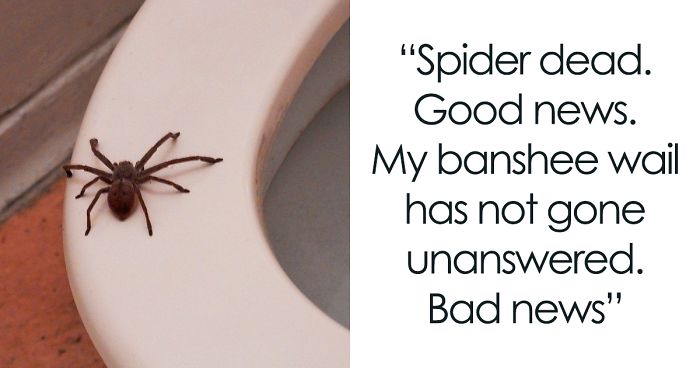 Guy Accidentally Sat On A Toilet With A Huntsman Spider In It, Says He Was Assaulted By ‘World’s Smallest Sexual Predator”