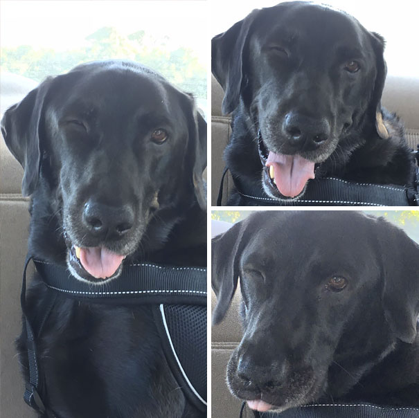 Umm. So My Dog Winks. He’s A Service Dog, And Always Looks Like He’s Flirting