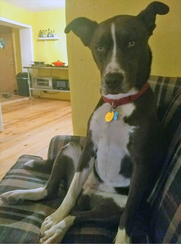 My Dog Sits Next To Me When I'm On The Couch And Looks At Me Like We Need To Have "The Talk"