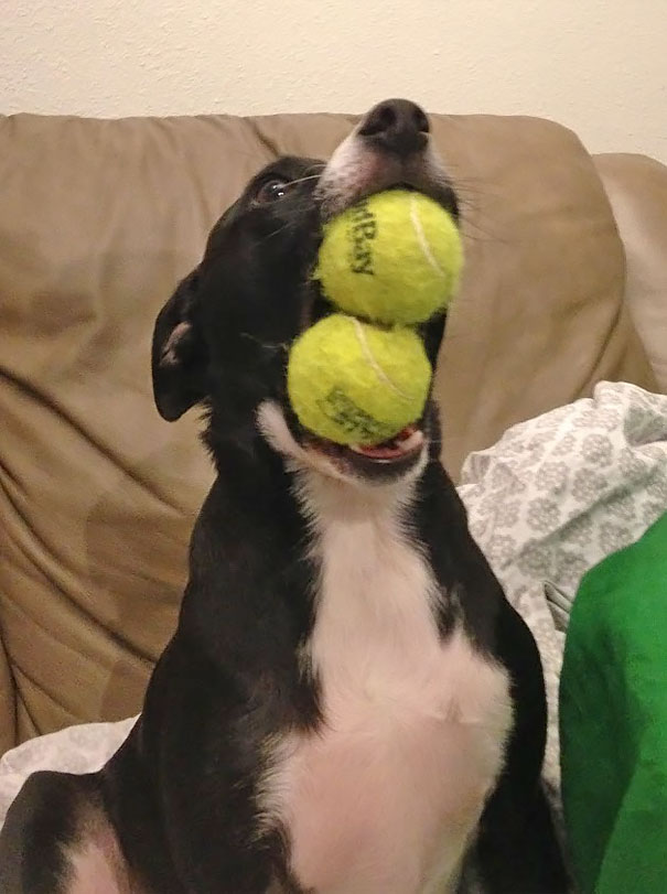 My Dog Being Very Proud Of His Talent