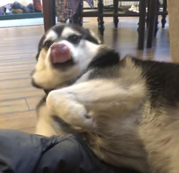 He Breathed In While Licking His Nose And His Tongue Got Sucked Into His Nostrils A Little Bit