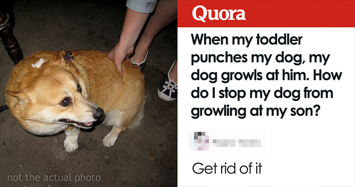 People Give Some Interesting Advice To Mom Wondering How To Get Dog To Stop Growling When Her Toddler Hits Him