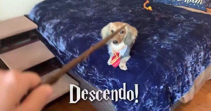 This Dog Was Trained To Respond To Harry Potter Spells And He’s Probably The Cutest Hogwarts Student Ever