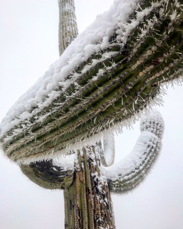 Snow Falls In Arizona Desert And The Pictures Are Chilling Snow Falls In Arizona Desert And The Pictures Are Chilling
