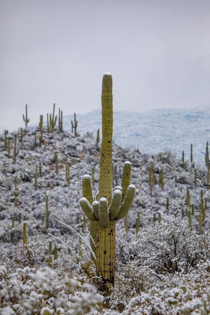 Snow Falls In Arizona Desert And The Pictures Are Chilling Snow Falls In Arizona Desert And The Pictures Are Chilling