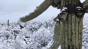Snow Falls In Arizona Desert And The Pictures Are Chilling Snow Falls In Arizona Desert And The Pictures Are Chilling