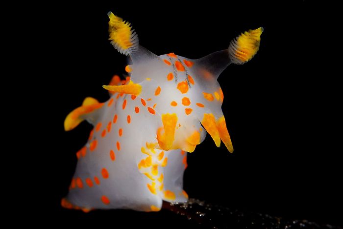 2nd Place, Nudibranch, "Polycera Quadrilineata Posing" By Fredrik Ehrenström