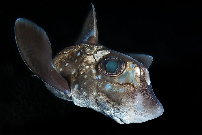 1st Place, Portrait Category, "Chimaera" By Claudio Zori