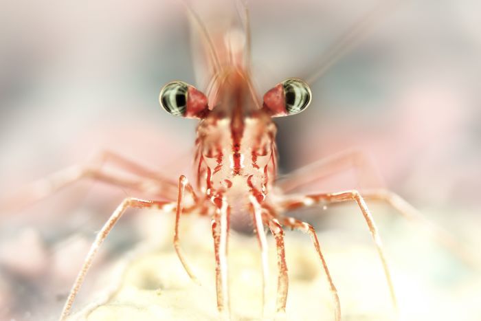 3rd Place, Portrait Category,"Open Eyes" By Doris Vierkötter