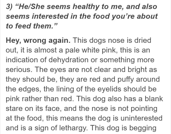 Vegan Posts Pics Of Her Lab 'Excited' To Eat Her Vegan Dinner, Gets Destroyed By Veterinarian