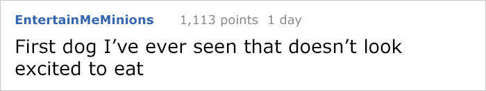 Vegan Posts Pics Of Her Lab 'Excited' To Eat Her Vegan Dinner, Gets Destroyed By Veterinarian