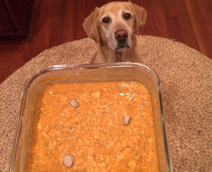 Vegan Posts Pics Of Her Lab ‘Excited’ To Eat Her Vegan Dinner, Gets Destroyed By Veterinarian