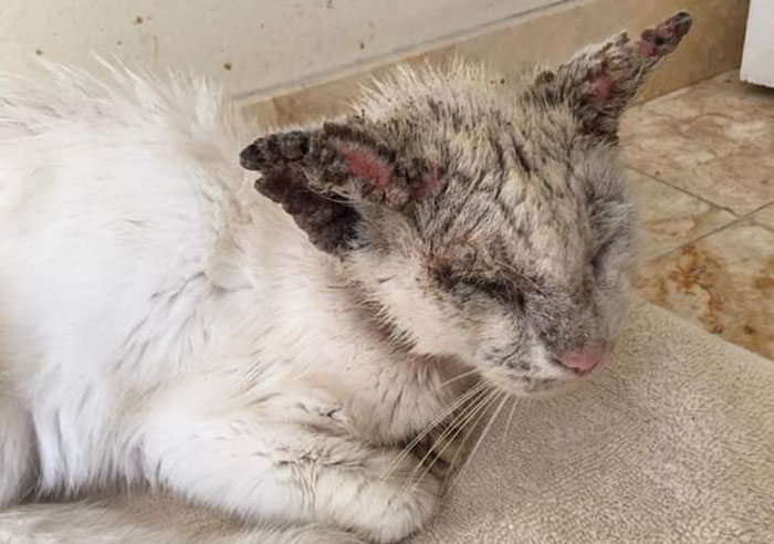 Homeless Cat Opens Its Eyes For The First Time In Months, Stuns Everyone With Their Beauty