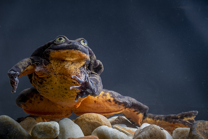 World's Loneliest Frog Has Found A Match After 10 Years, And They Might Be Saving Their Species World's Loneliest Frog Has Found A Match After 10 Years, And They Might Be Saving Their Species