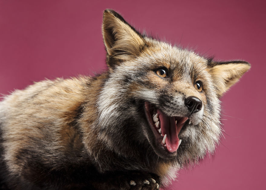 I Photographed Foxes In My Studio And Fell In Love With Their Characters