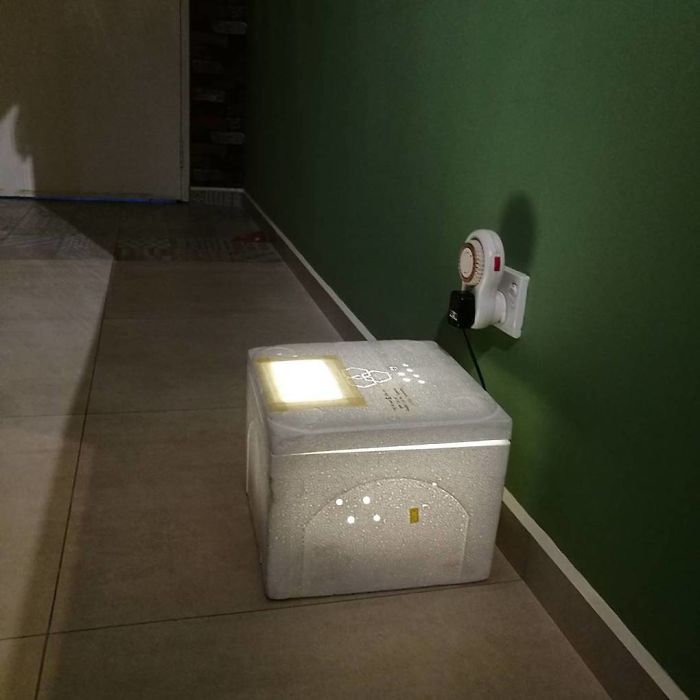 Woman Buys A Balut Egg In A Restaurant And Hatches The Duckling That’s Now Her Best Friend Woman Buys A Balut Egg In A Restaurant And Hatches The Duckling That’s Now Her Best Friend