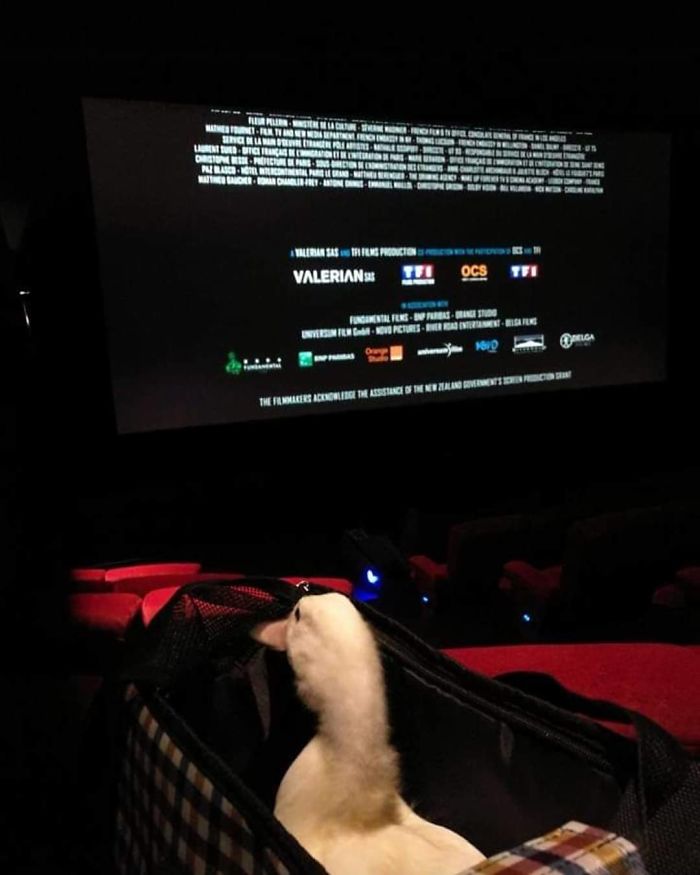 Woman Buys A Balut Egg In A Restaurant And Hatches The Duckling That&rsquo;s Now Her Best Friend