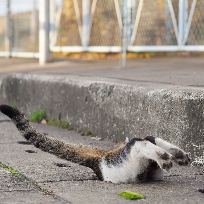 Japanese Photographer Captures Stray Cats Having Fun And Not Giving A Damn In The World Japanese Photographer Captures Stray Cats Having Fun And Not Giving A Damn In The World