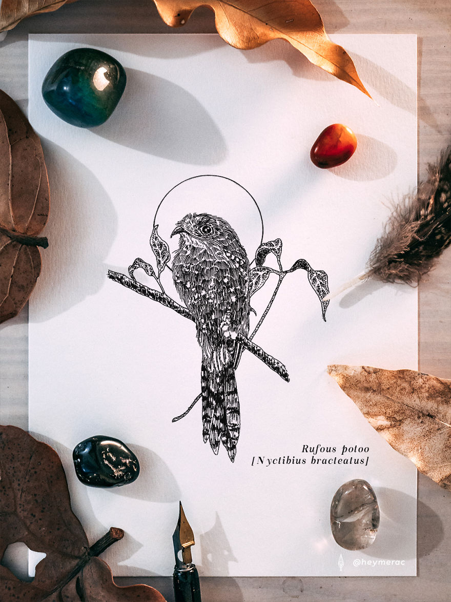 I‘ve Been Drawing Birds For 3 Years, Here Are The 10 Benefits I‘ve Noticed