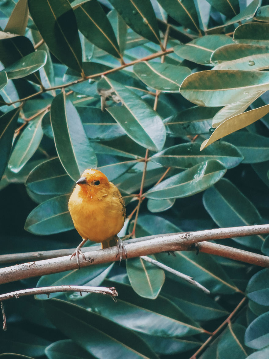 I‘ve Been Drawing Birds For 3 Years, Here Are The 10 Benefits I‘ve Noticed