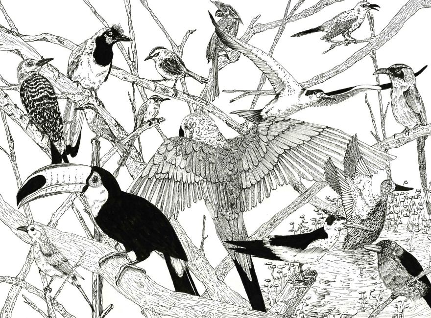 I‘ve Been Drawing Birds For 3 Years, Here Are The 10 Benefits I‘ve Noticed