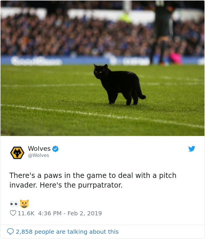 Black Cat Enters A Soccer Match And Unsurprisingly Refuses To Leave
