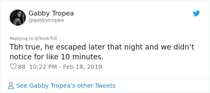 Cat Removes Wooden Bar To Let Her Owner Back Inside After She Locks Herself Out