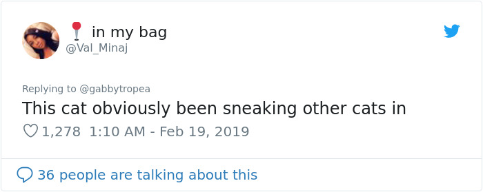 Cat Removes Wooden Bar To Let Her Owner Back Inside After She Locks Herself Out Cat Removes Wooden Bar To Let Her Owner Back Inside After She Locks Herself Out