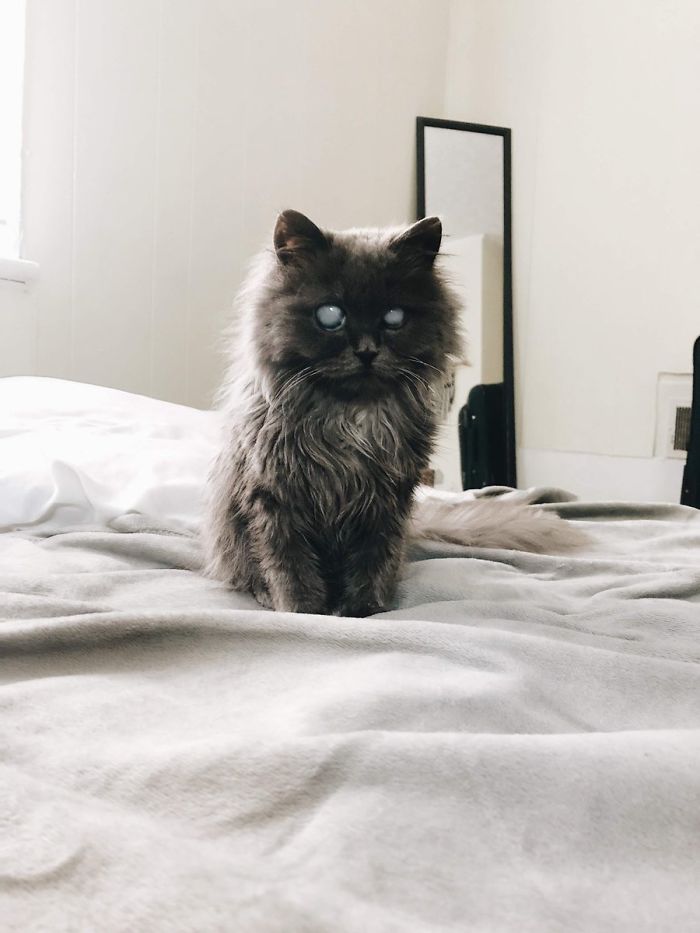 Meet Merlin, The Water-Bottle-Sized 2-Year-Old Kitty That Is Taking Over Twitter Because Of His Pure Beauty