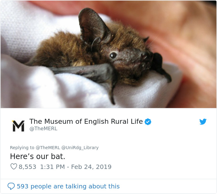 UK Library Museum Posts Hilarious Twitter Thread About A Bat Found In Their Store UK Library Museum Posts Hilarious Twitter Thread About A Bat Found In Their Store