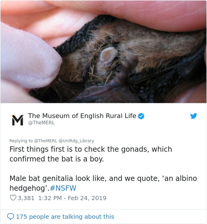 UK Library Museum Posts Hilarious Twitter Thread About A Bat Found In Their Store UK Library Museum Posts Hilarious Twitter Thread About A Bat Found In Their Store