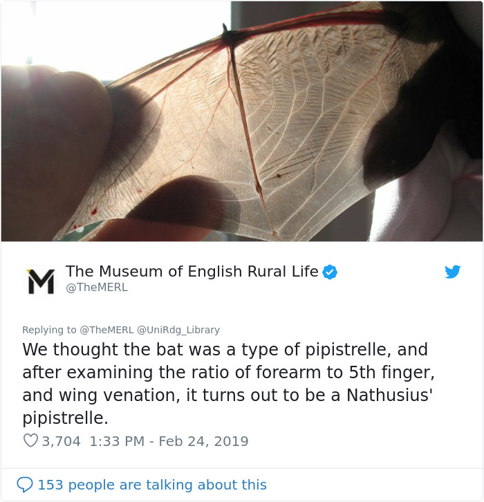 UK Library Museum Posts Hilarious Twitter Thread About A Bat Found In Their Store UK Library Museum Posts Hilarious Twitter Thread About A Bat Found In Their Store