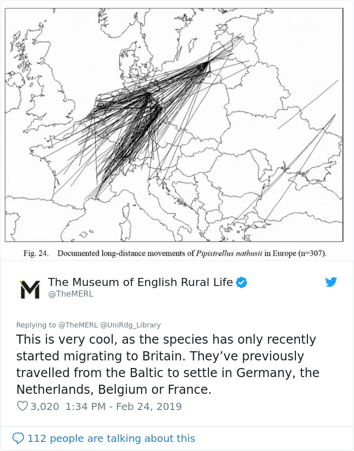 UK Library Museum Posts Hilarious Twitter Thread About A Bat Found In Their Store UK Library Museum Posts Hilarious Twitter Thread About A Bat Found In Their Store