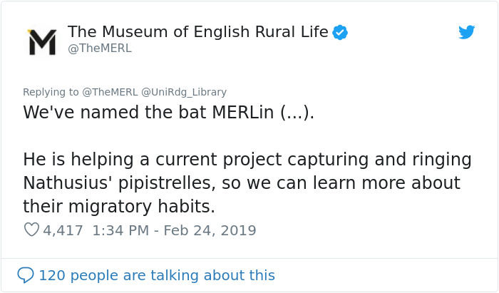 UK Library Museum Posts Hilarious Twitter Thread About A Bat Found In Their Store UK Library Museum Posts Hilarious Twitter Thread About A Bat Found In Their Store