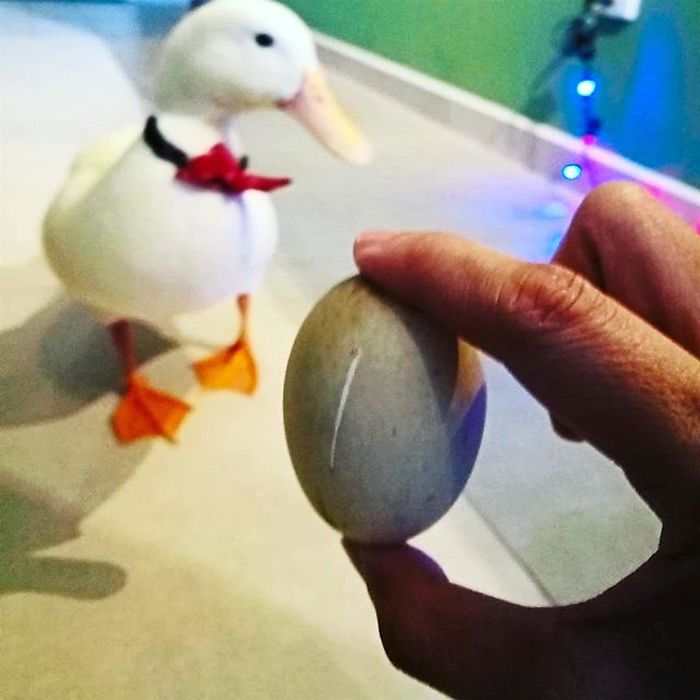 Woman Buys A Balut Egg In A Restaurant And Hatches The Duckling That’s Now Her Best Friend Woman Buys A Balut Egg In A Restaurant And Hatches The Duckling That’s Now Her Best Friend