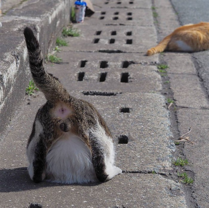 Japanese Photographer Captures Stray Cats Having Fun And Not Giving A Damn In The World Japanese Photographer Captures Stray Cats Having Fun And Not Giving A Damn In The World
