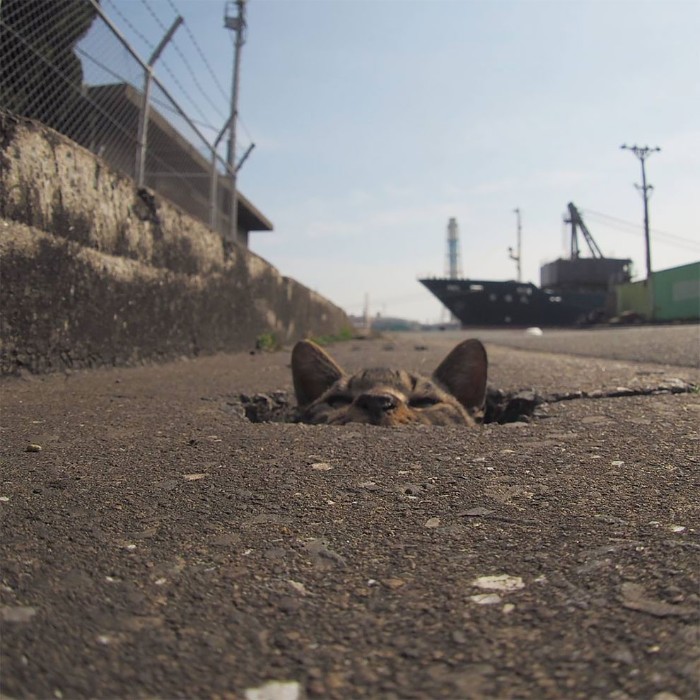 Japanese Photographer Captures Stray Cats Having Fun And Not Giving A Damn In The World Japanese Photographer Captures Stray Cats Having Fun And Not Giving A Damn In The World
