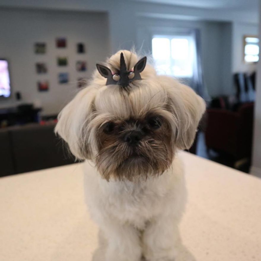 Looking For A Birthday Treat For My Puppy Led To A Crazy Challenge - I Am Making 365 Leather Dog Hats