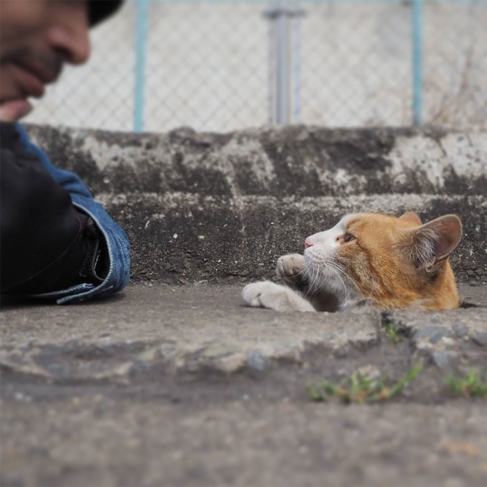 Japanese Photographer Captures Stray Cats Having Fun And Not Giving A Damn In The World Japanese Photographer Captures Stray Cats Having Fun And Not Giving A Damn In The World