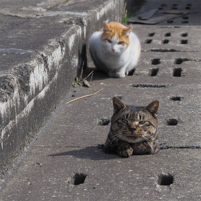 Japanese Photographer Captures Stray Cats Having Fun And Not Giving A Damn In The World Japanese Photographer Captures Stray Cats Having Fun And Not Giving A Damn In The World