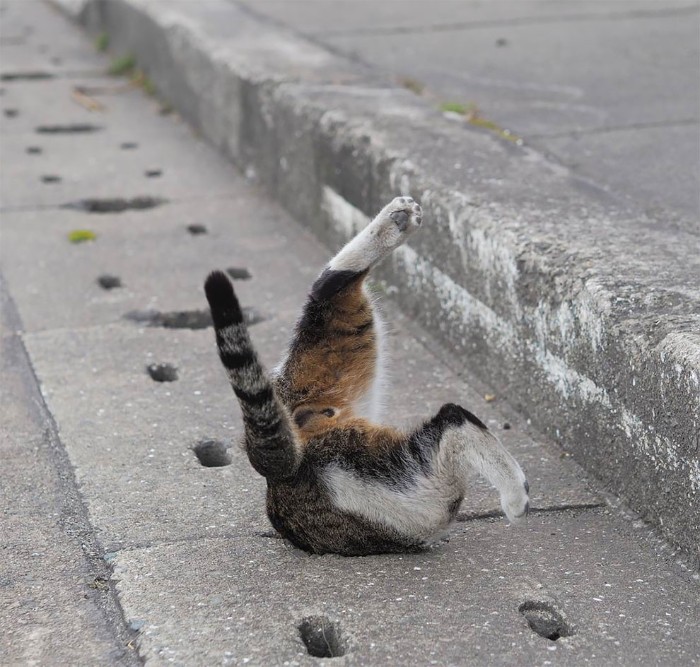Japanese Photographer Captures Stray Cats Having Fun And Not Giving A Damn In The World Japanese Photographer Captures Stray Cats Having Fun And Not Giving A Damn In The World