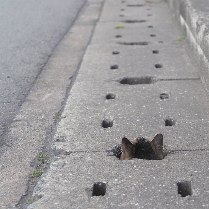 Japanese Photographer Captures Stray Cats Having Fun And Not Giving A Damn In The World Japanese Photographer Captures Stray Cats Having Fun And Not Giving A Damn In The World