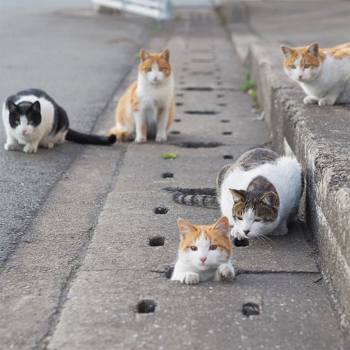 Japanese Photographer Captures Stray Cats Having Fun And Not Giving A Damn In The World Japanese Photographer Captures Stray Cats Having Fun And Not Giving A Damn In The World