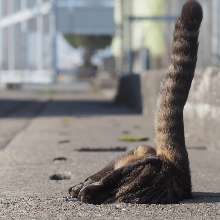 Japanese Photographer Captures Stray Cats Having Fun And Not Giving A Damn In The World Japanese Photographer Captures Stray Cats Having Fun And Not Giving A Damn In The World
