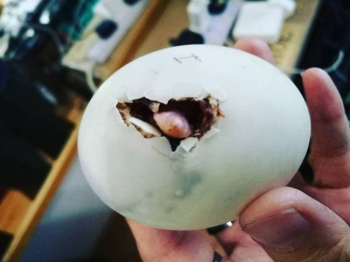 Woman Buys A Balut Egg In A Restaurant And Hatches The Duckling That&rsquo;s Now Her Best Friend