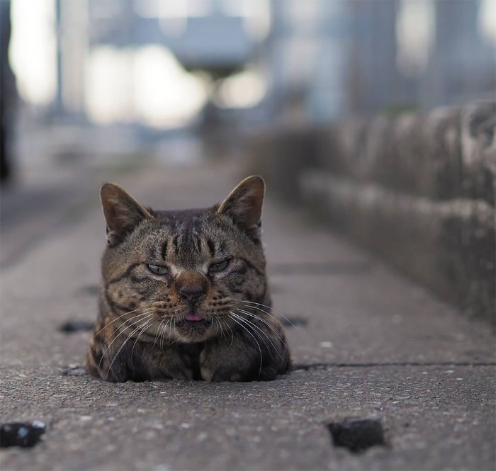 Japanese Photographer Captures Stray Cats Having Fun And Not Giving A Damn In The World Japanese Photographer Captures Stray Cats Having Fun And Not Giving A Damn In The World