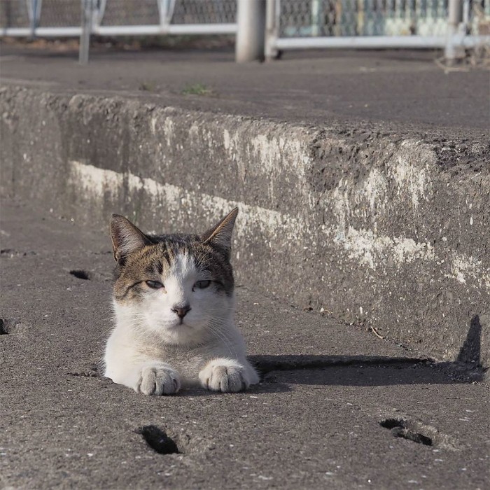 Japanese Photographer Captures Stray Cats Having Fun And Not Giving A Damn In The World Japanese Photographer Captures Stray Cats Having Fun And Not Giving A Damn In The World