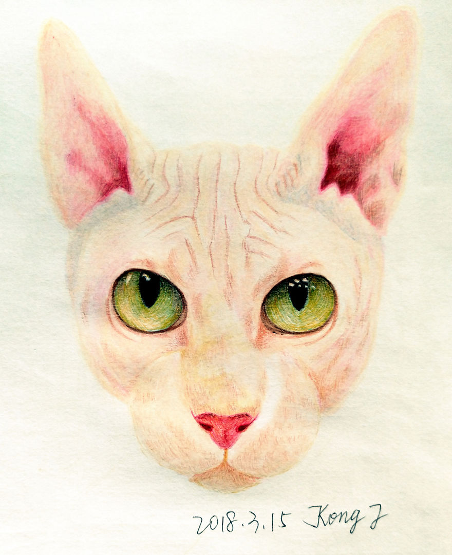 I Tried To Draw Cats With A Ballpoint Pen. Average 4 Hours Per Work.